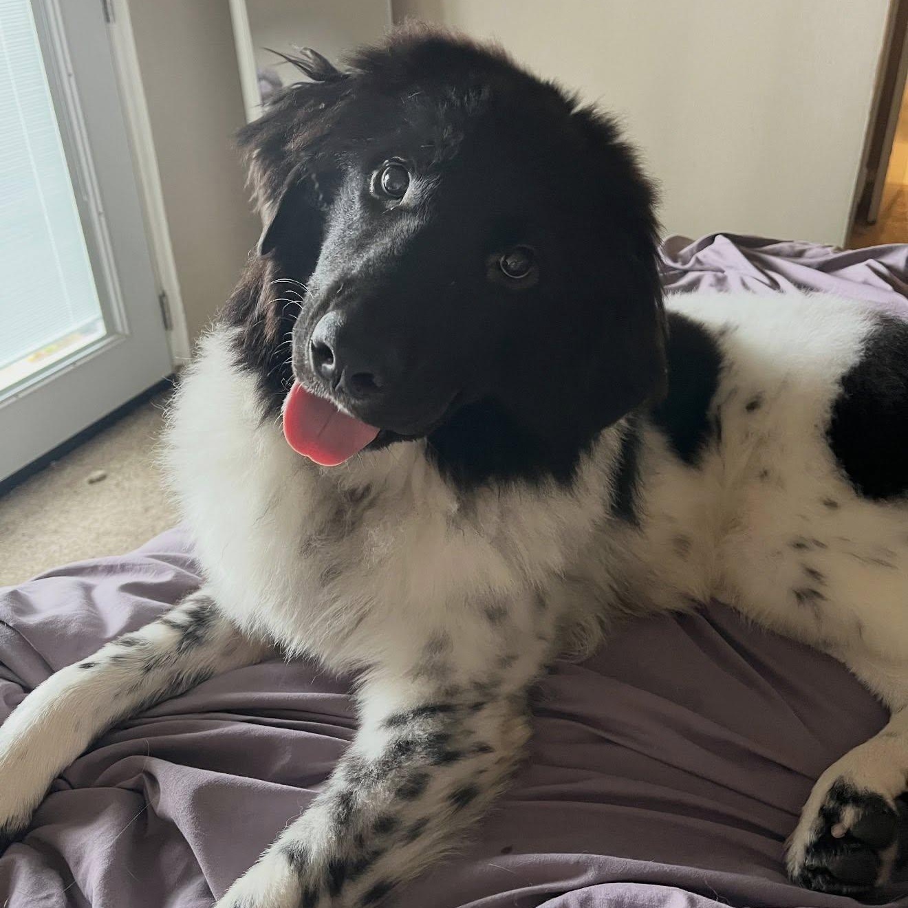 Enlarge Gonzo, an adopted mixed breed in Dallas, TX image 1/6