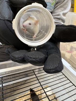 Arizona, Adoptable, Young Female Mouse.