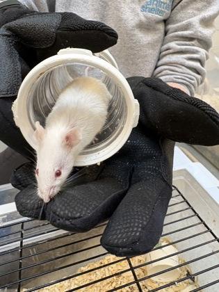 Enlarge Arizona, a Adoptable Mouse in Seattle, WA image 1/2