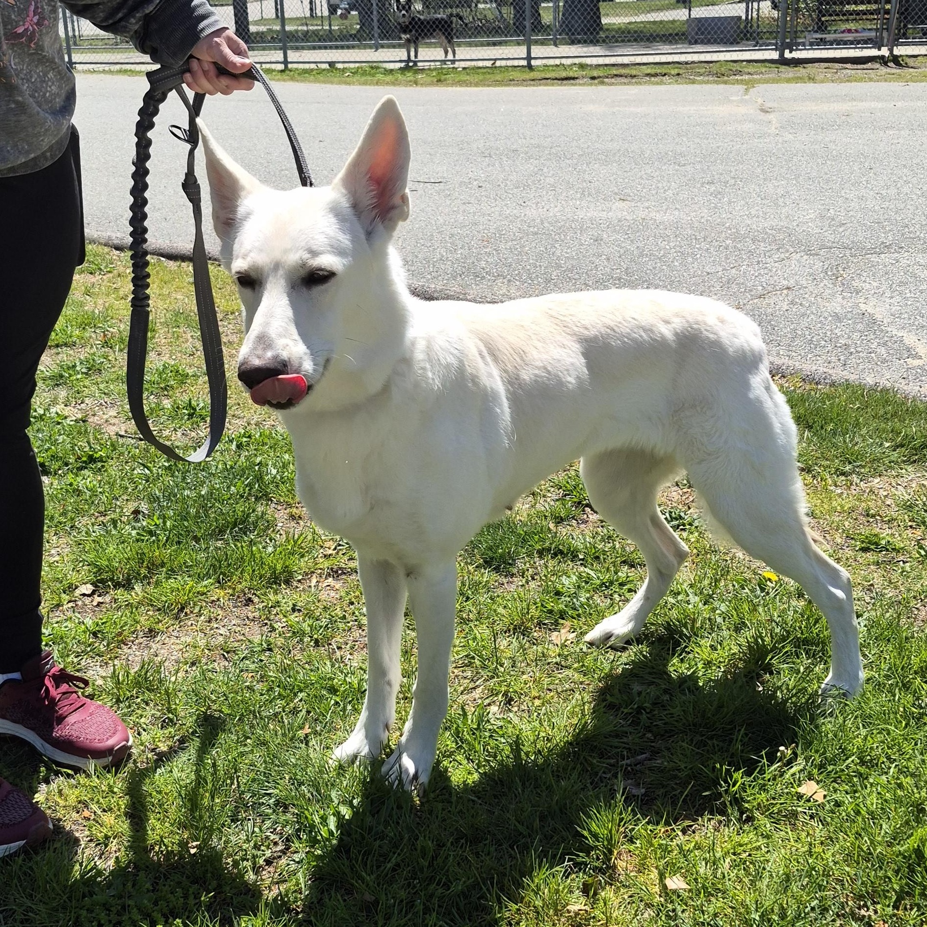 Enlarge Betty White, a ADOPTABLE German Shepherd Dog in Warwick, RI image 2/3