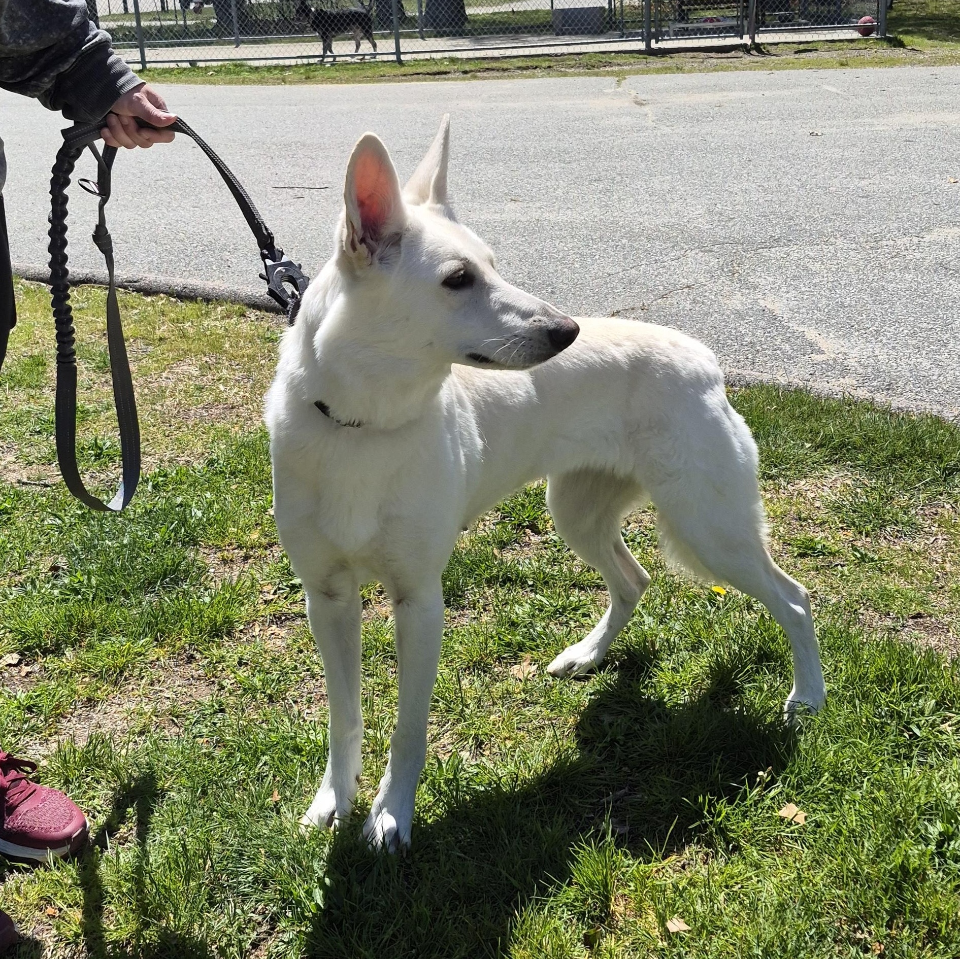 Enlarge Betty White, a ADOPTABLE German Shepherd Dog in Warwick, RI image 3/3