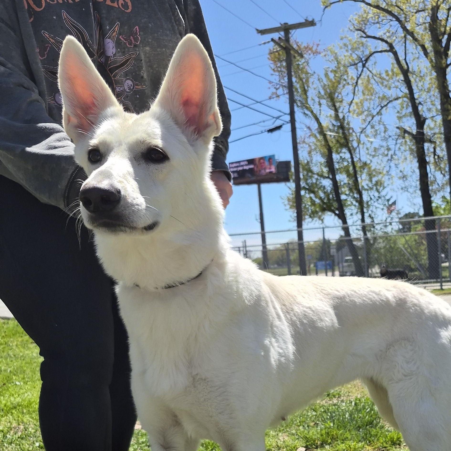 Enlarge Betty White, a ADOPTABLE German Shepherd Dog in Warwick, RI image 1/3