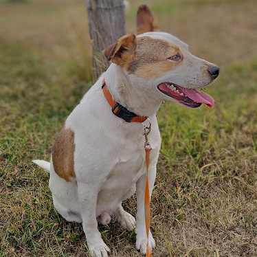 Enlarge Atlas, a Adoptable mixed breed in Watertown, SD image 3/6