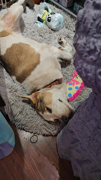 Enlarge Atlas, a Adoptable mixed breed in Watertown, SD image 5/6