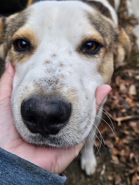 Enlarge Atlas, a Adoptable mixed breed in Watertown, SD image 4/6