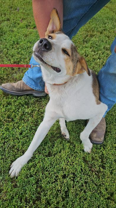 Enlarge Atlas, a Adoptable mixed breed in Watertown, SD image 2/6