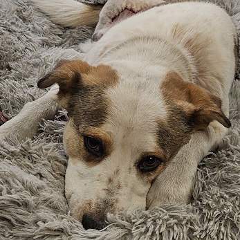 Enlarge Atlas, a Adoptable mixed breed in Watertown, SD image 1/6