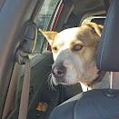 Enlarge Atlas, a Adoptable mixed breed in Watertown, SD image 6/6