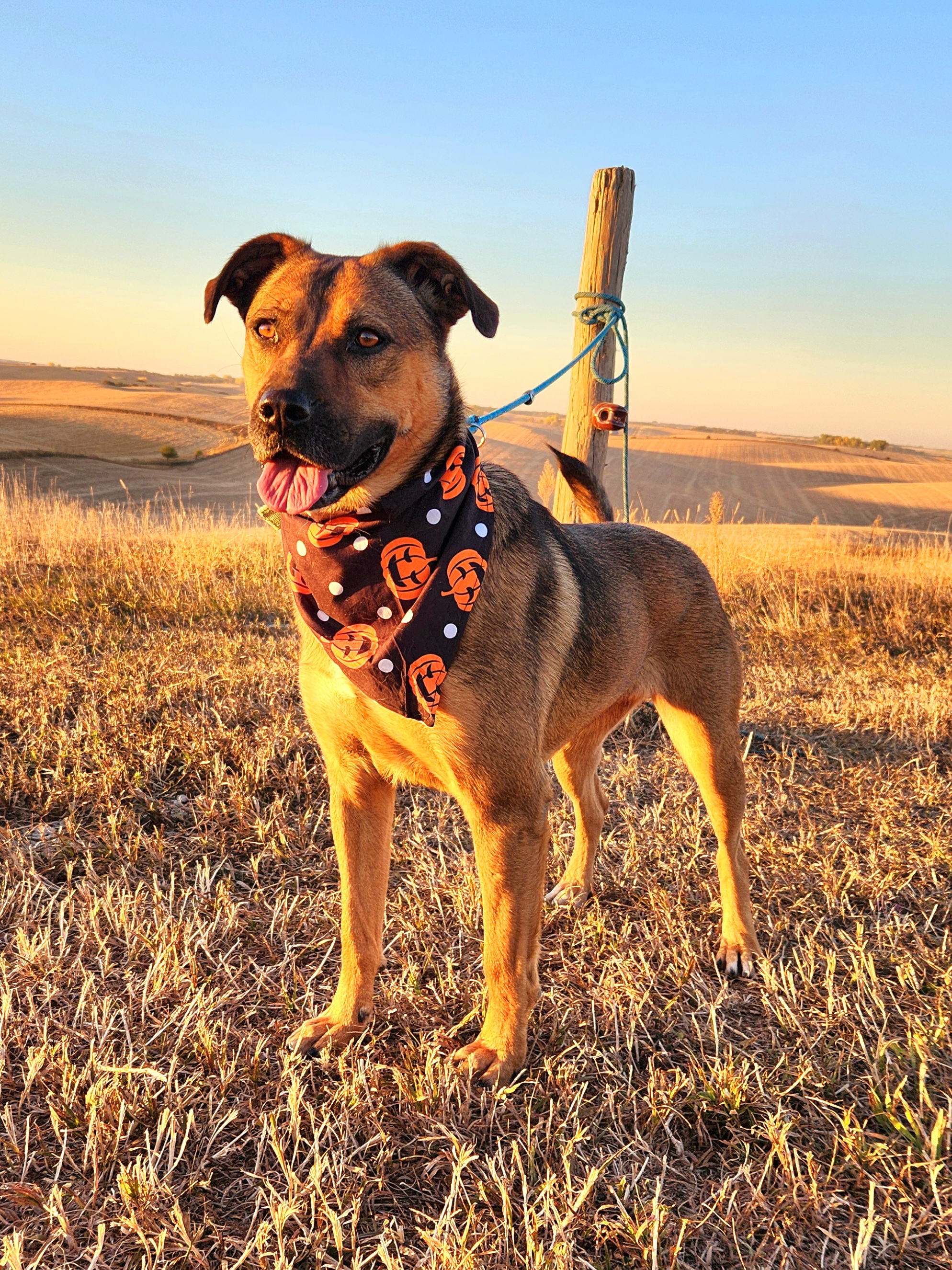Enlarge Josie, a Adoptable mixed breed in Walthill, NE image 3/5
