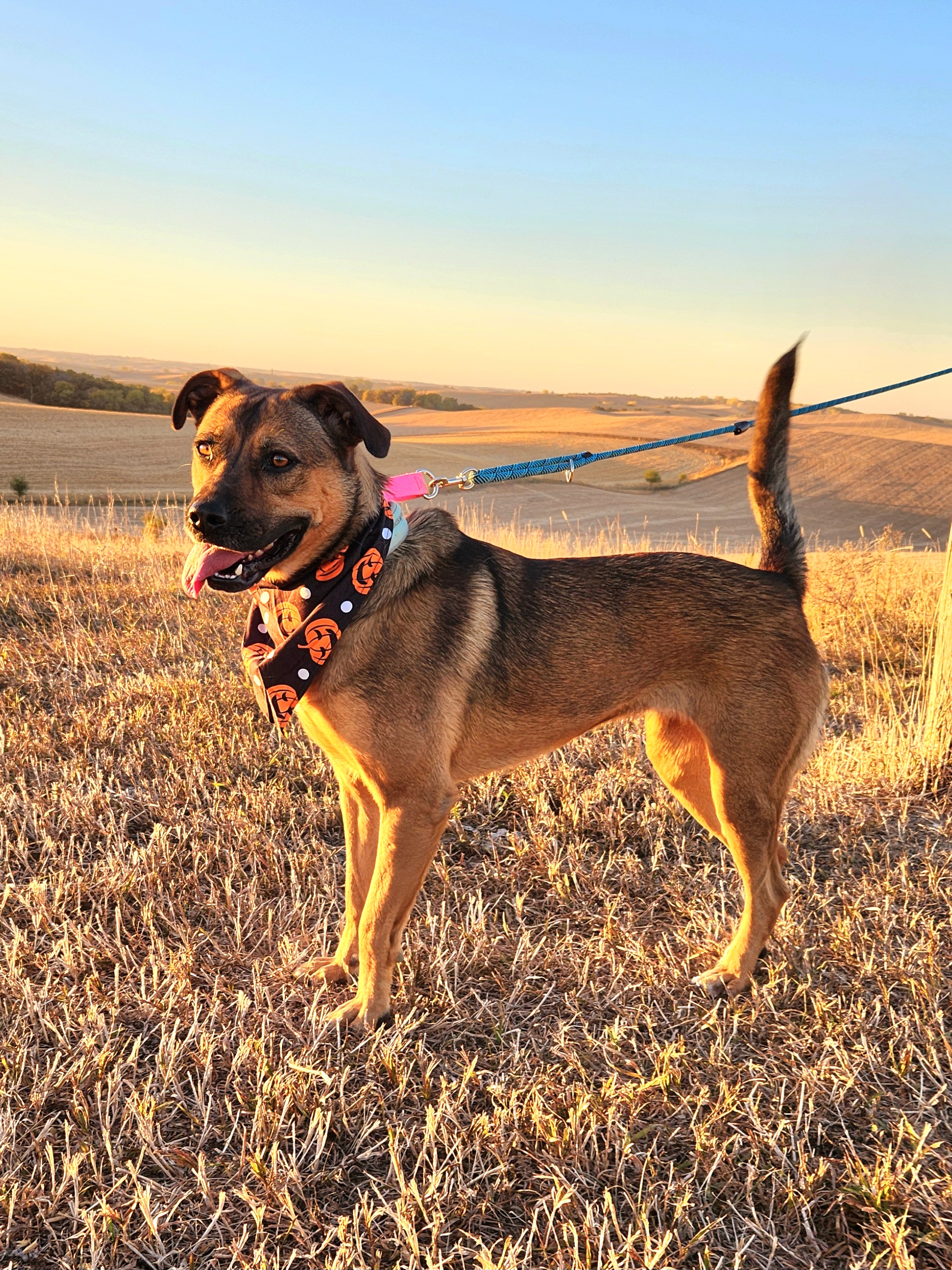 Enlarge Josie, a Adoptable mixed breed in Walthill, NE image 4/5
