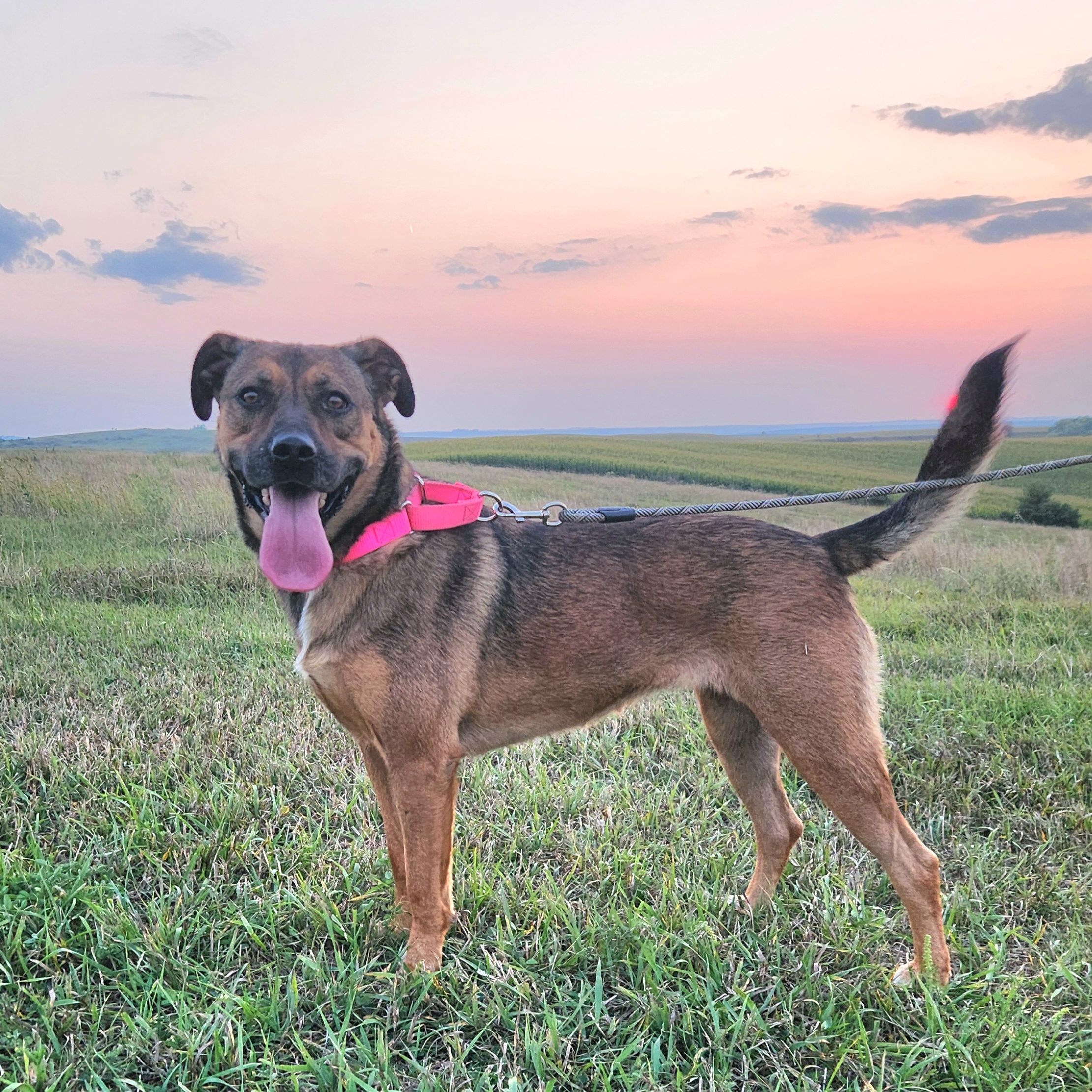 Enlarge Josie, a Adoptable mixed breed in Walthill, NE image 1/5