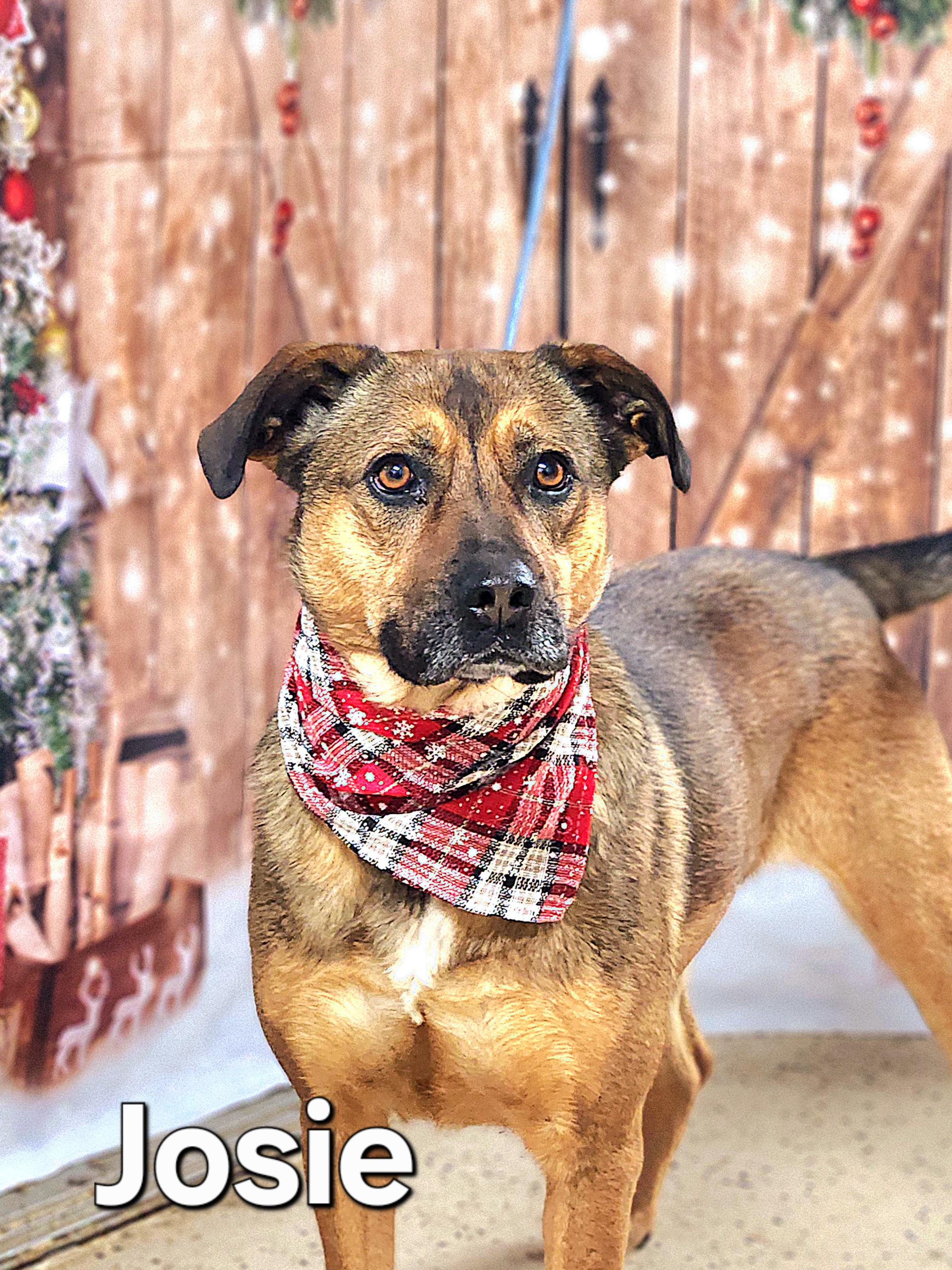 Enlarge Josie, a Adoptable mixed breed in Walthill, NE image 2/5