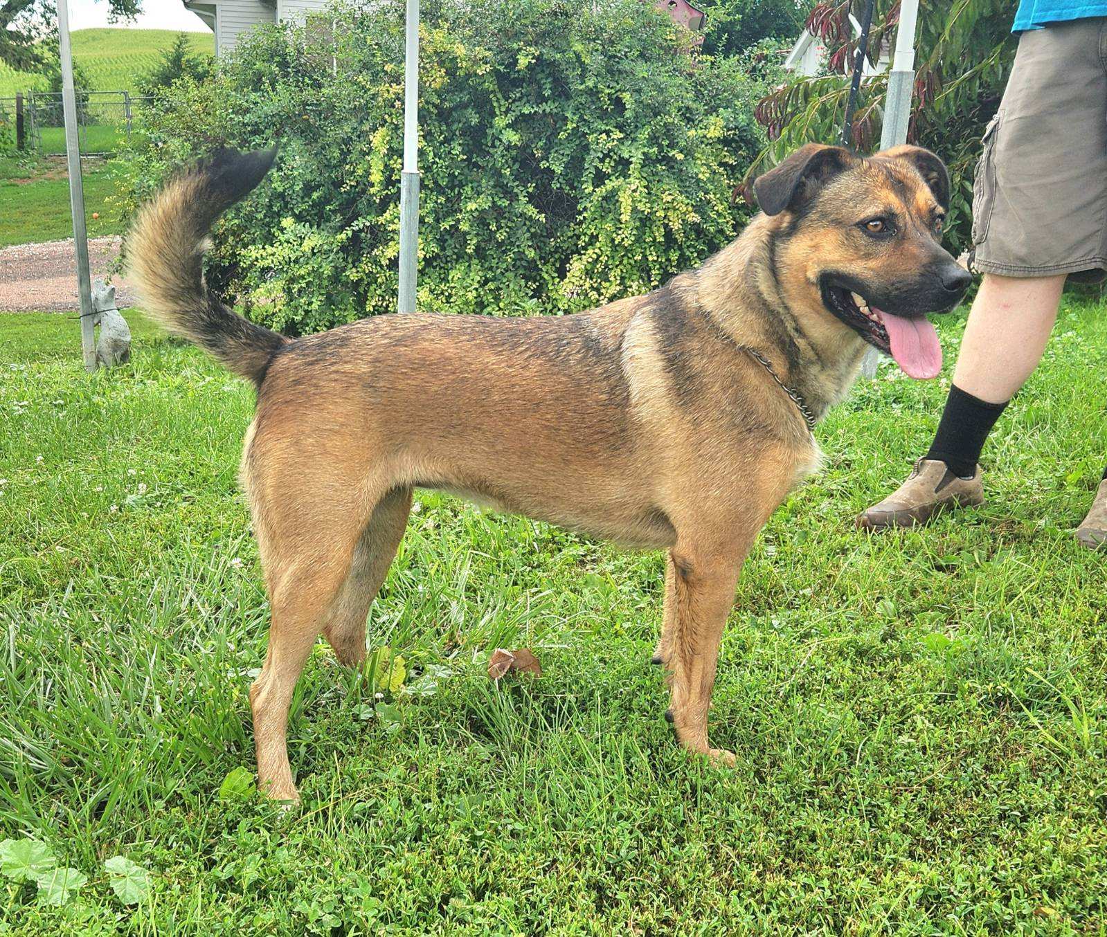 Enlarge Josie, a Adoptable mixed breed in Walthill, NE image 5/5
