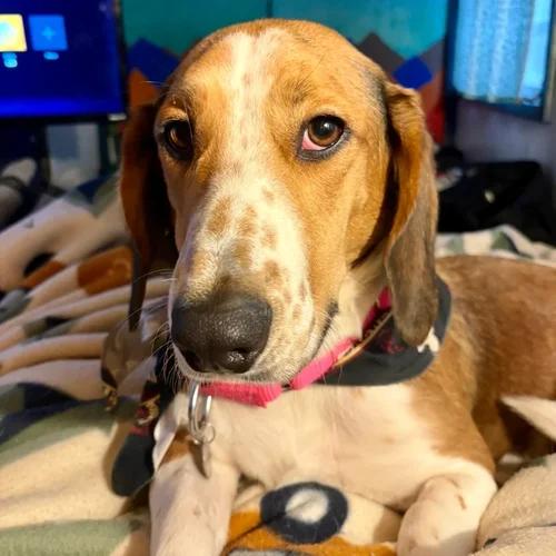 Enlarge Maple, a ADOPTABLE mixed breed in St. Paul, MN image 3/4