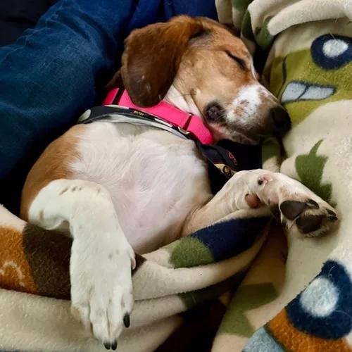 Enlarge Maple, a ADOPTABLE mixed breed in St. Paul, MN image 4/4