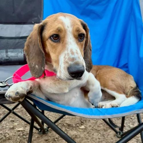 Enlarge Maple, a ADOPTABLE mixed breed in St. Paul, MN image 2/4