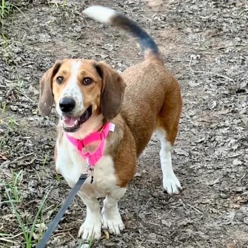 Maple, ADOPTABLE, Adult Female Basset Hound.