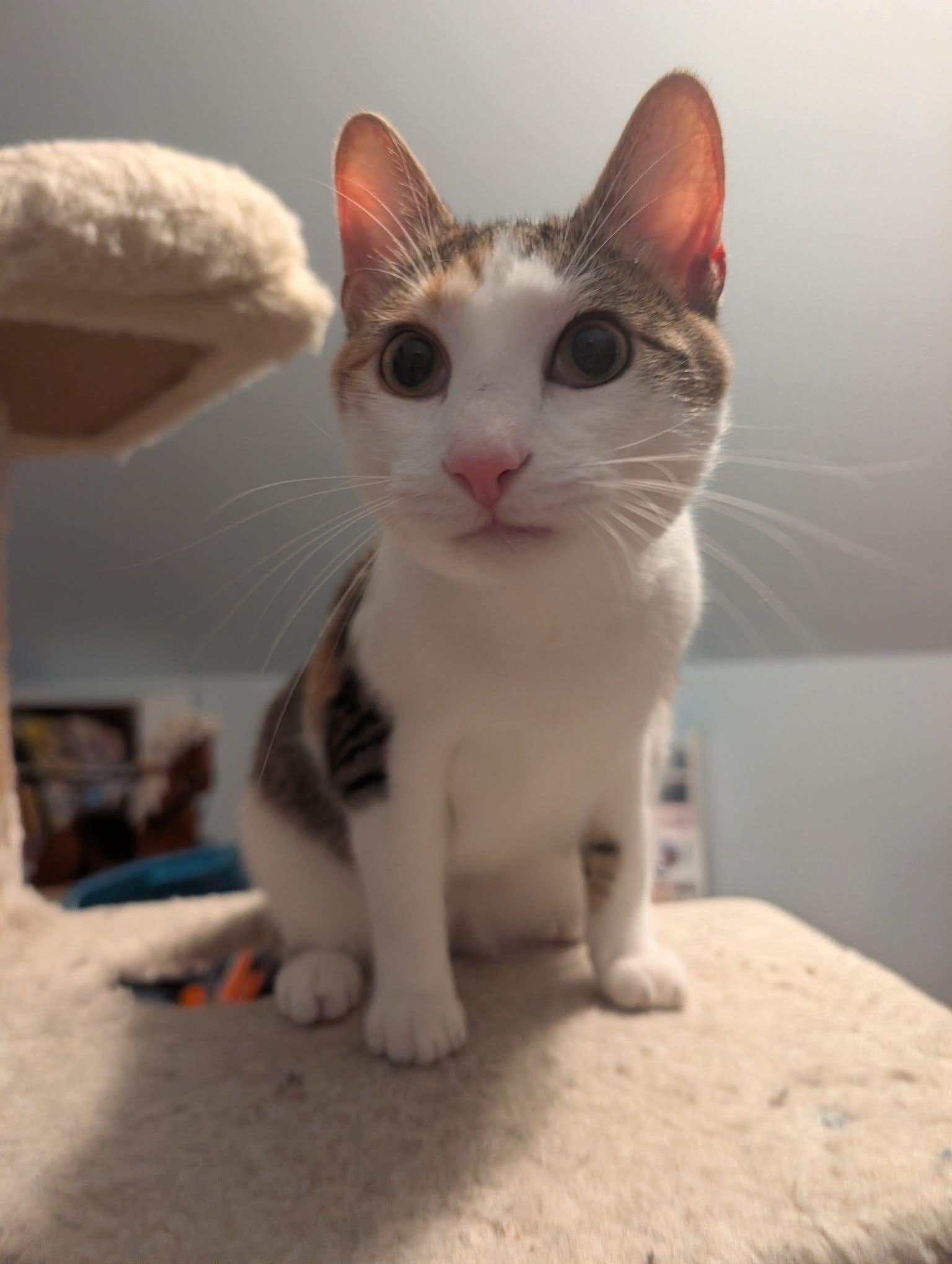 Enlarge Spring, a ADOPTABLE Domestic Short Hair in Manhattan, KS image 2/3