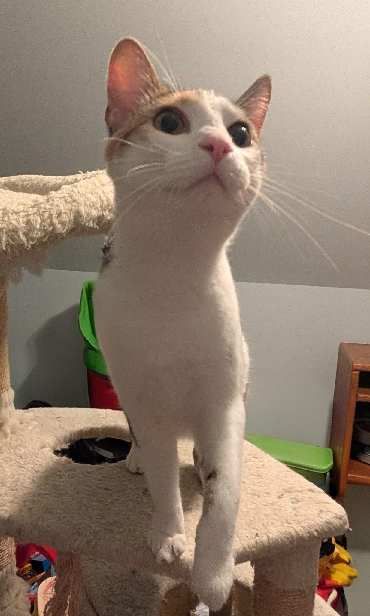 Enlarge Spring, a ADOPTABLE Domestic Short Hair in Manhattan, KS image 3/3