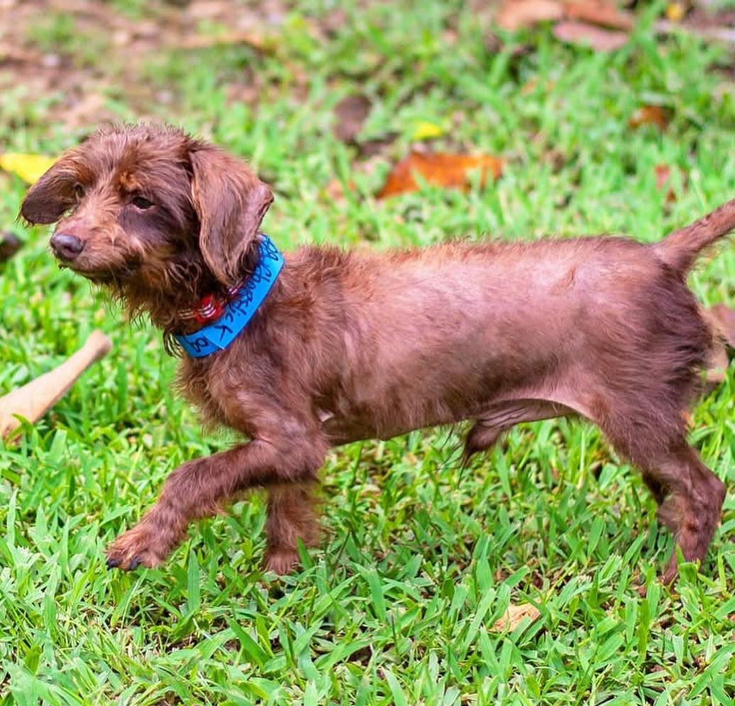 Chopstick, Adoptable, Adult Male Chihuahua.