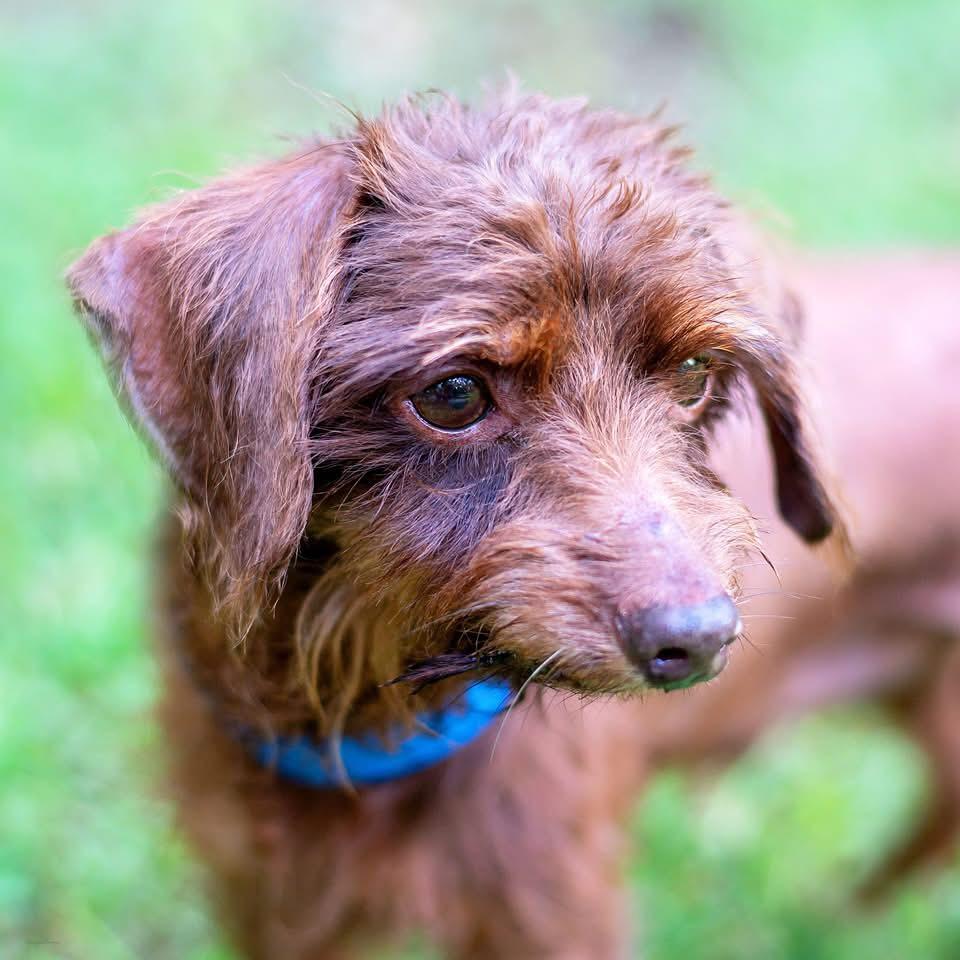 Chopstick, a Adoptable mixed breed in Baton Rouge, LA image 2/2