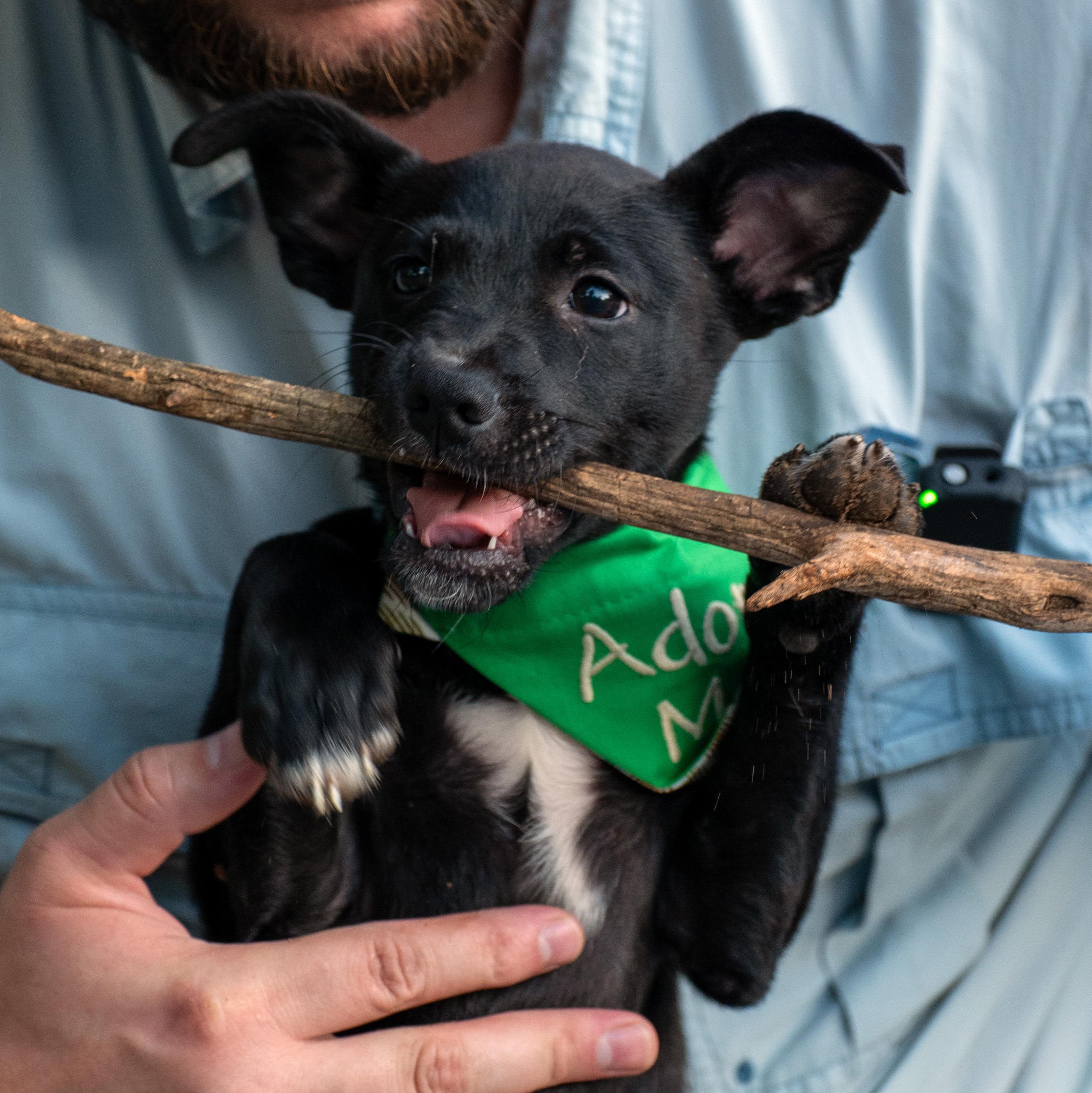 Enlarge Orion, a Adoptable mixed breed in Rock Springs, WY image 6/6