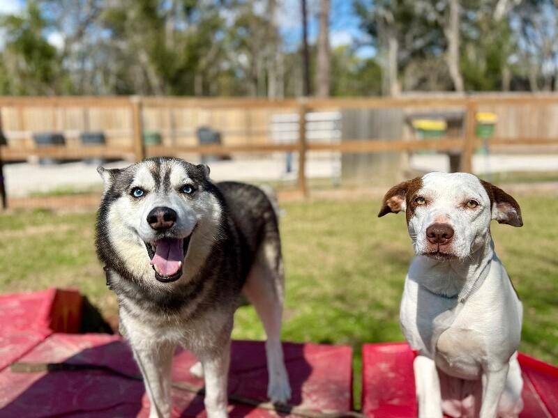 Blue Husky — thumbnail 2