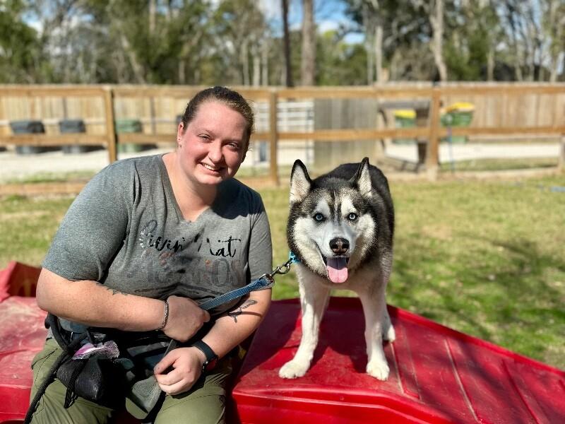 Blue Husky — thumbnail 4