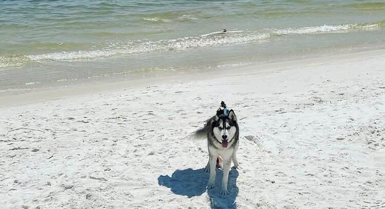 Blue Husky — thumbnail 5