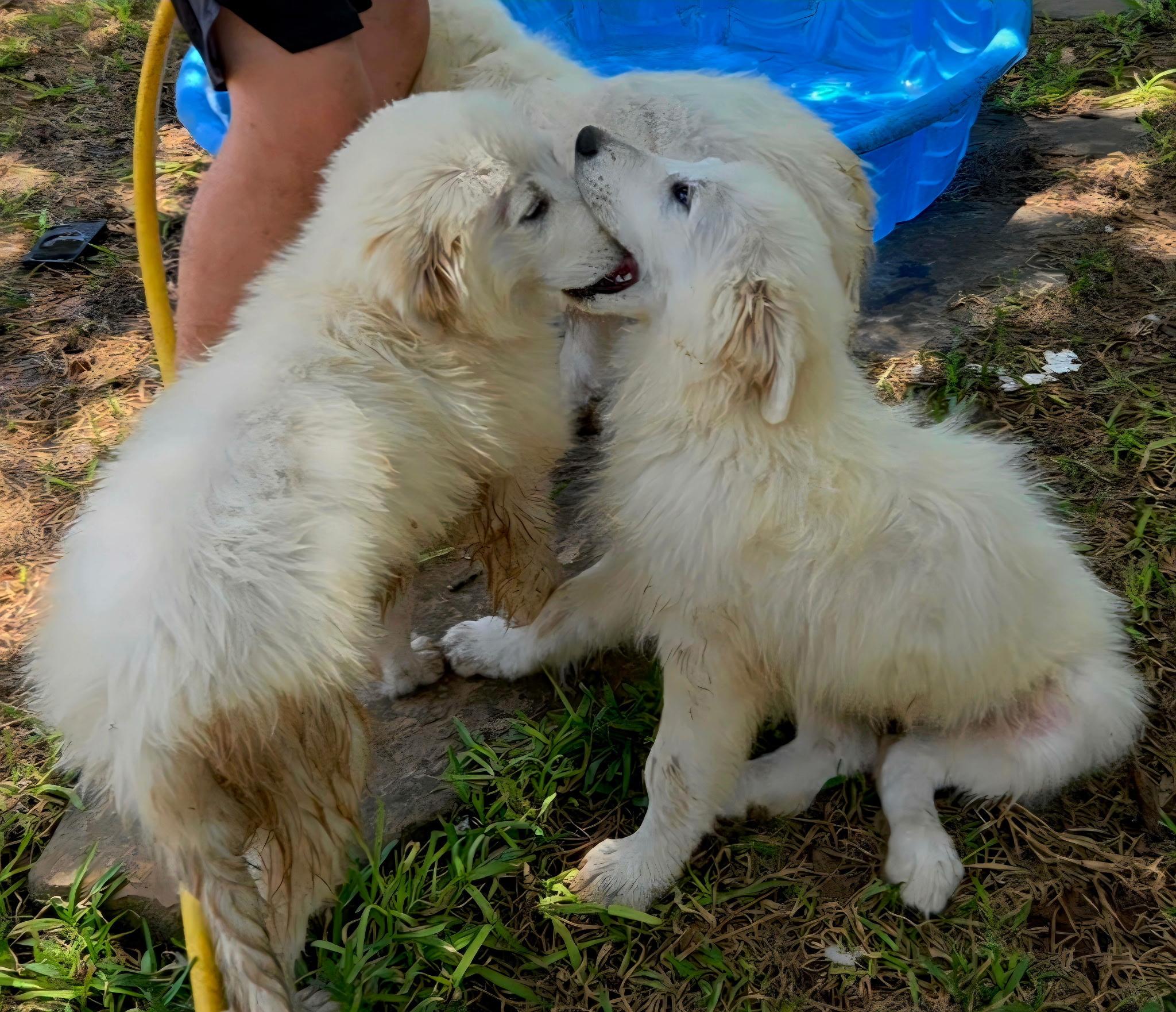 Enlarge RED SOX, an adopted Great Pyrenees in Kennebunk , ME image 2/6