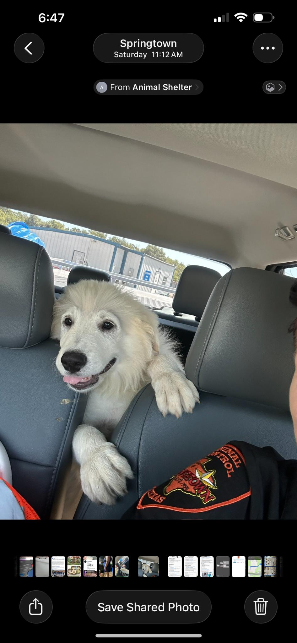 Enlarge RED SOX, an adopted Great Pyrenees in Kennebunk , ME image 4/6