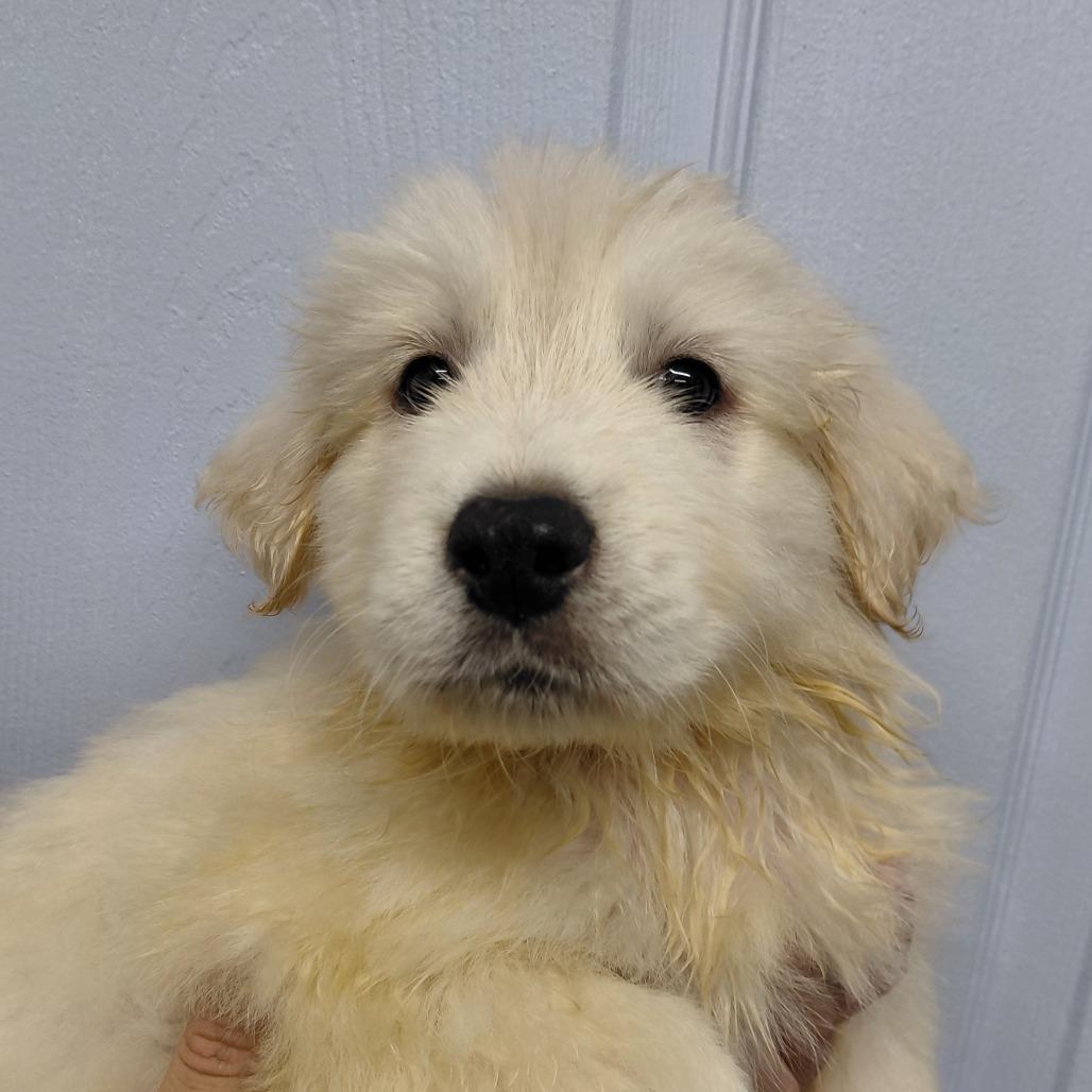 Enlarge RED SOX, an adopted Great Pyrenees in Kennebunk , ME image 1/6