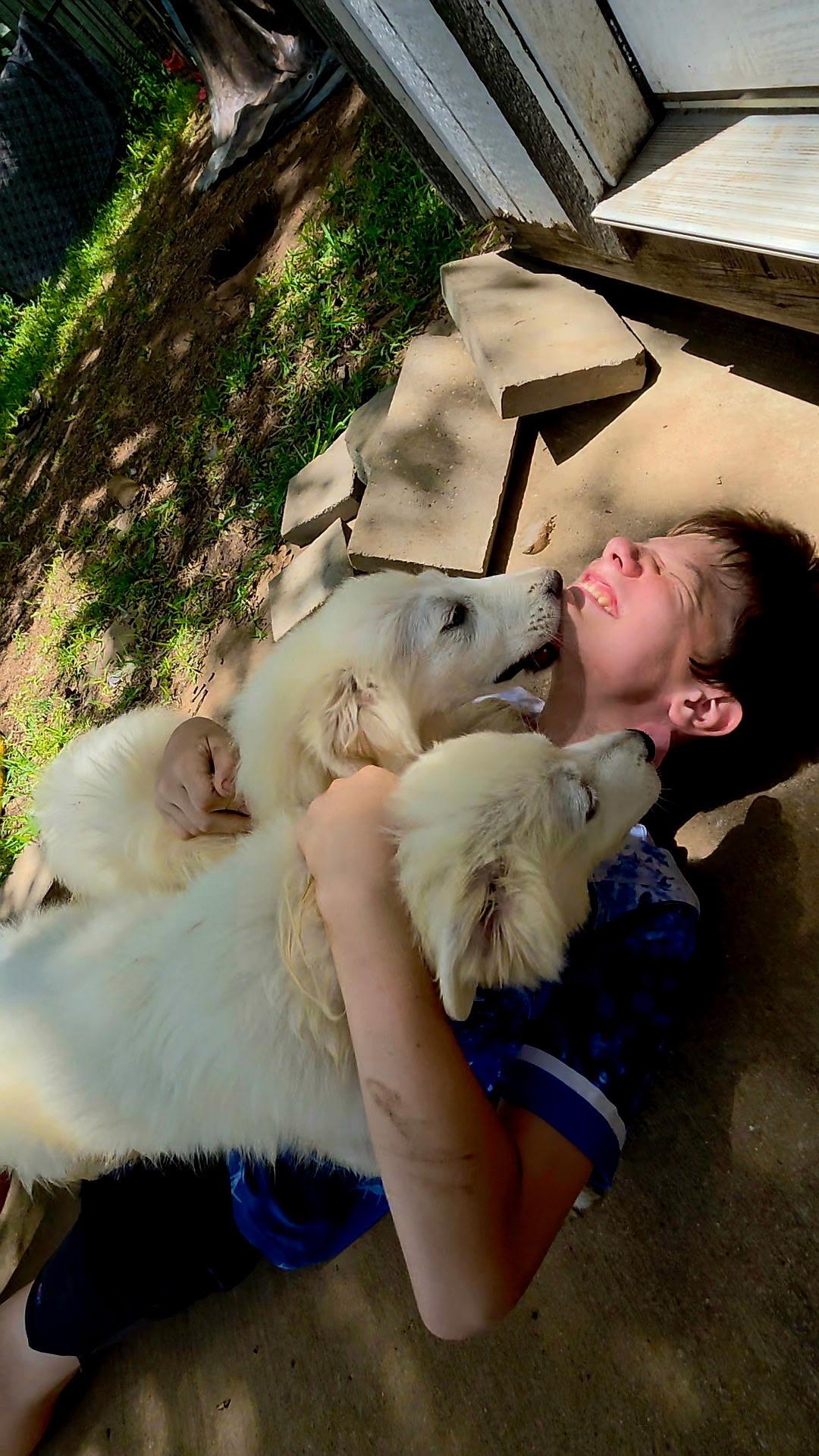 Enlarge RED SOX, an adopted Great Pyrenees in Kennebunk , ME image 6/6