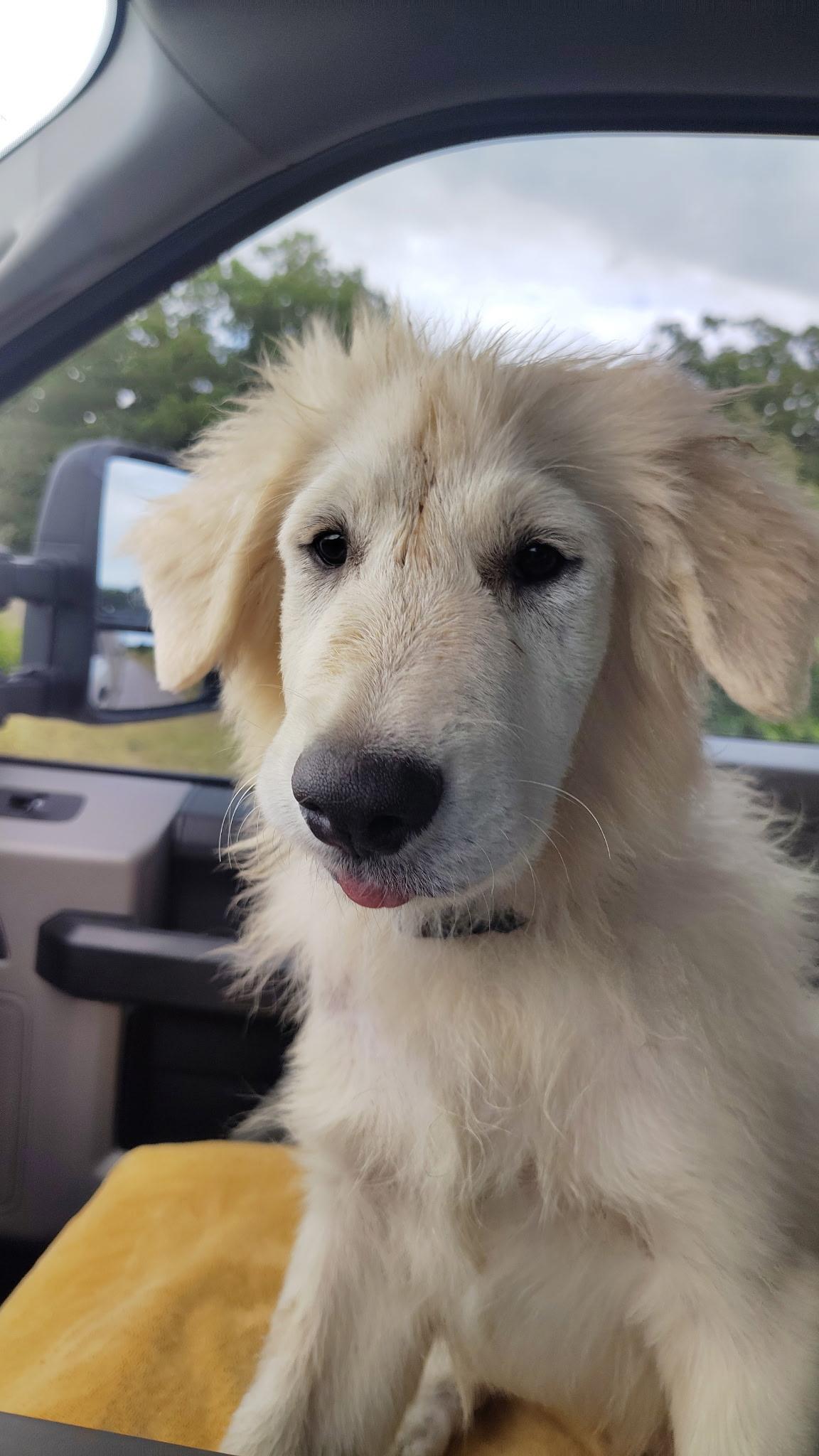Enlarge RED SOX, an adopted Great Pyrenees in Kennebunk , ME image 5/6