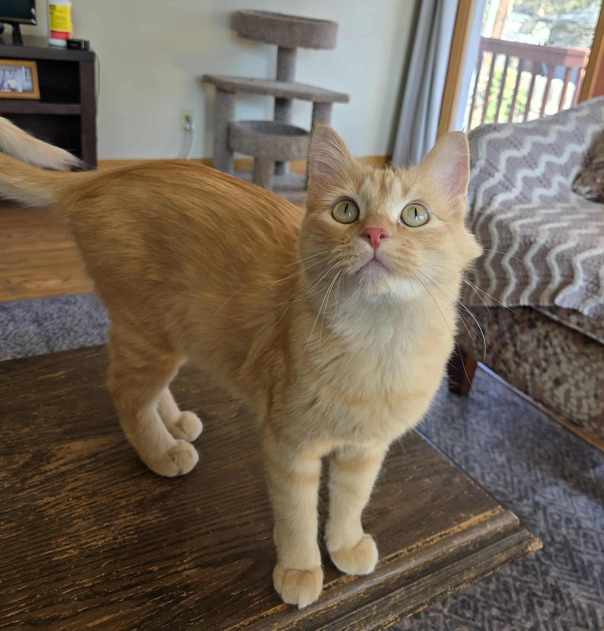 Jane, a Adoptable Domestic Medium Hair in Lincoln, NE image 3/6