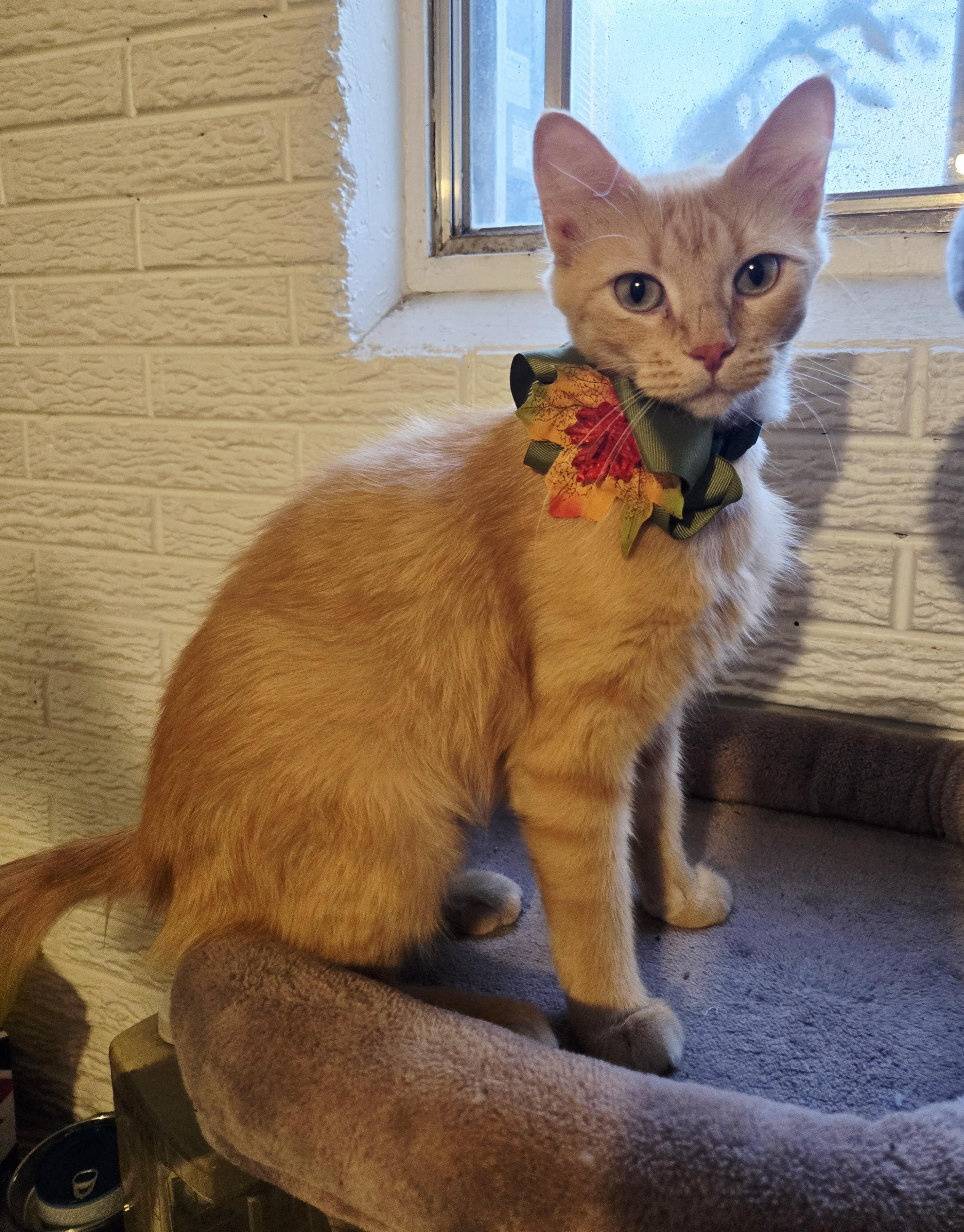 Jane, a Adoptable Domestic Medium Hair in Lincoln, NE image 6/6