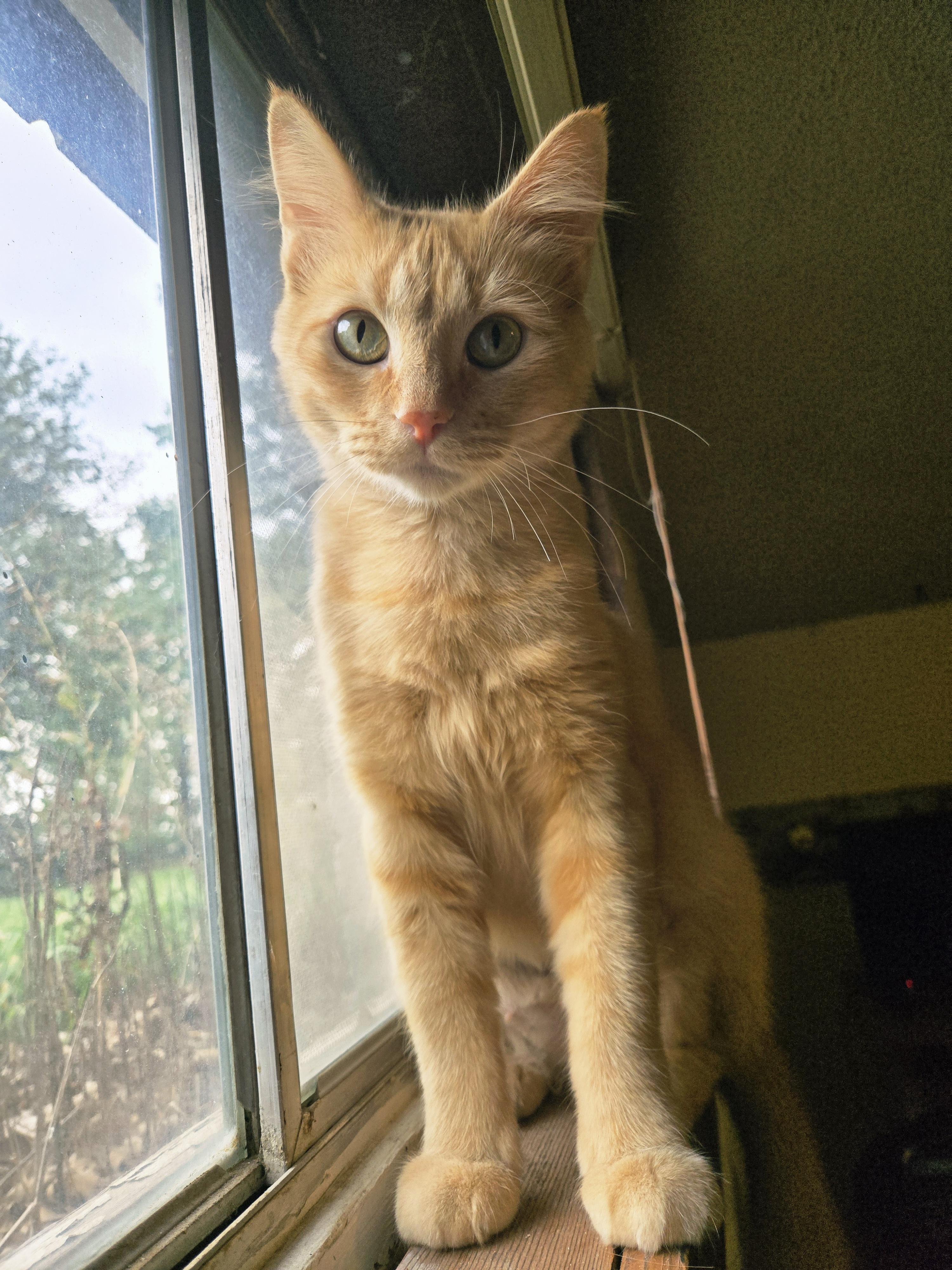 Jane, a Adoptable Domestic Medium Hair in Lincoln, NE image 2/6