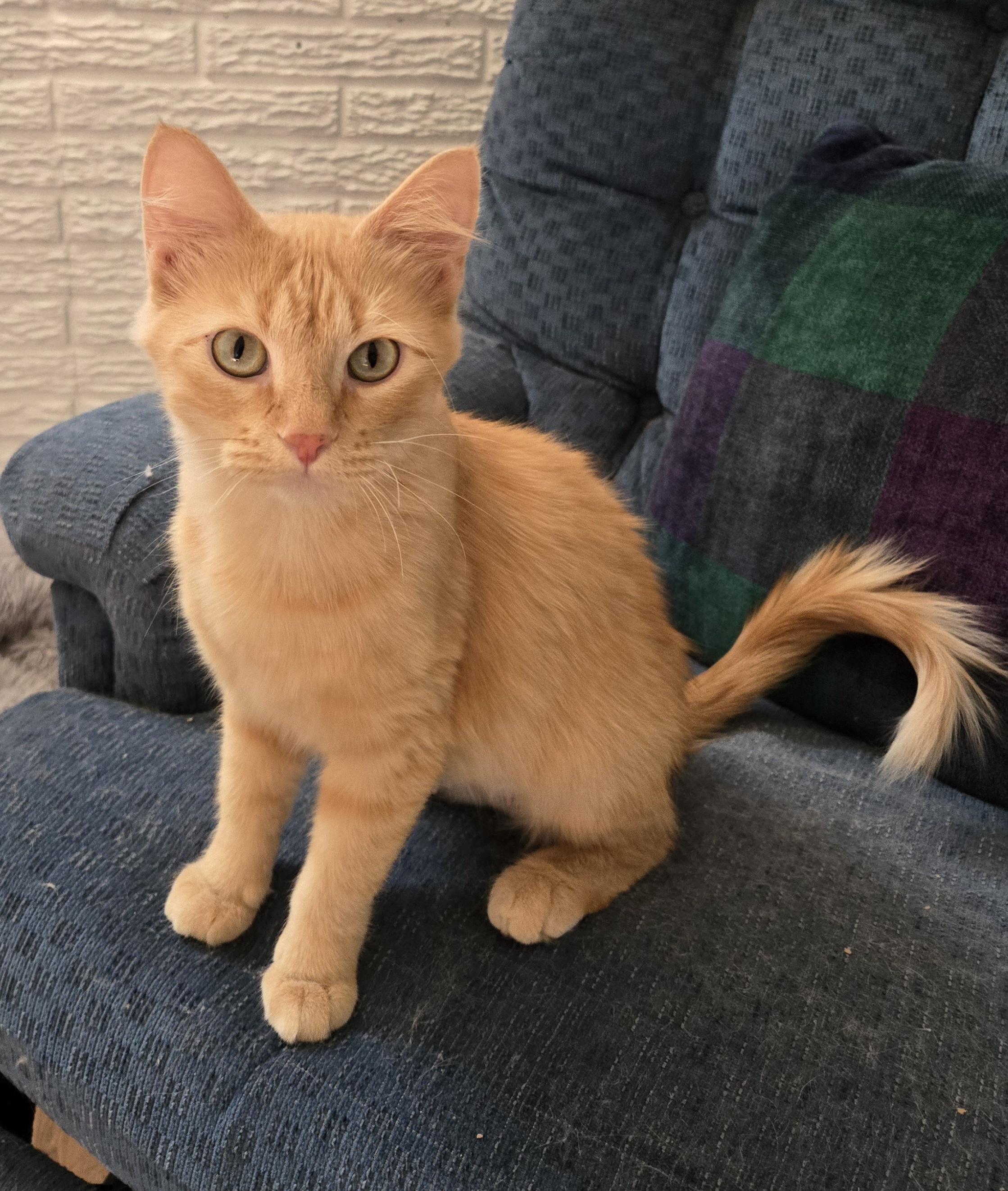 Jane, a Adoptable Domestic Medium Hair in Lincoln, NE image 4/6