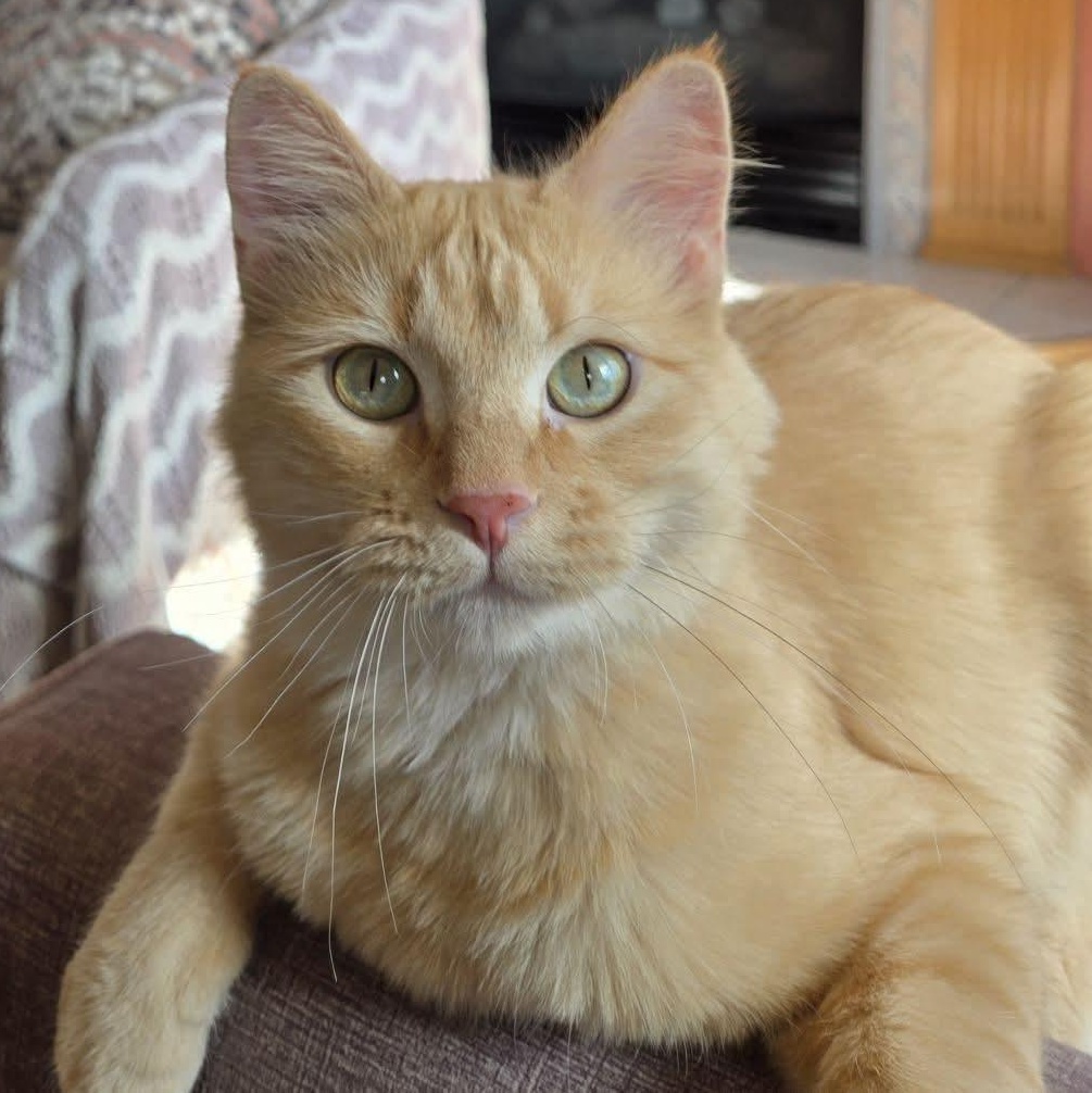 Jane, a Adoptable Domestic Medium Hair in Lincoln, NE image 1/6