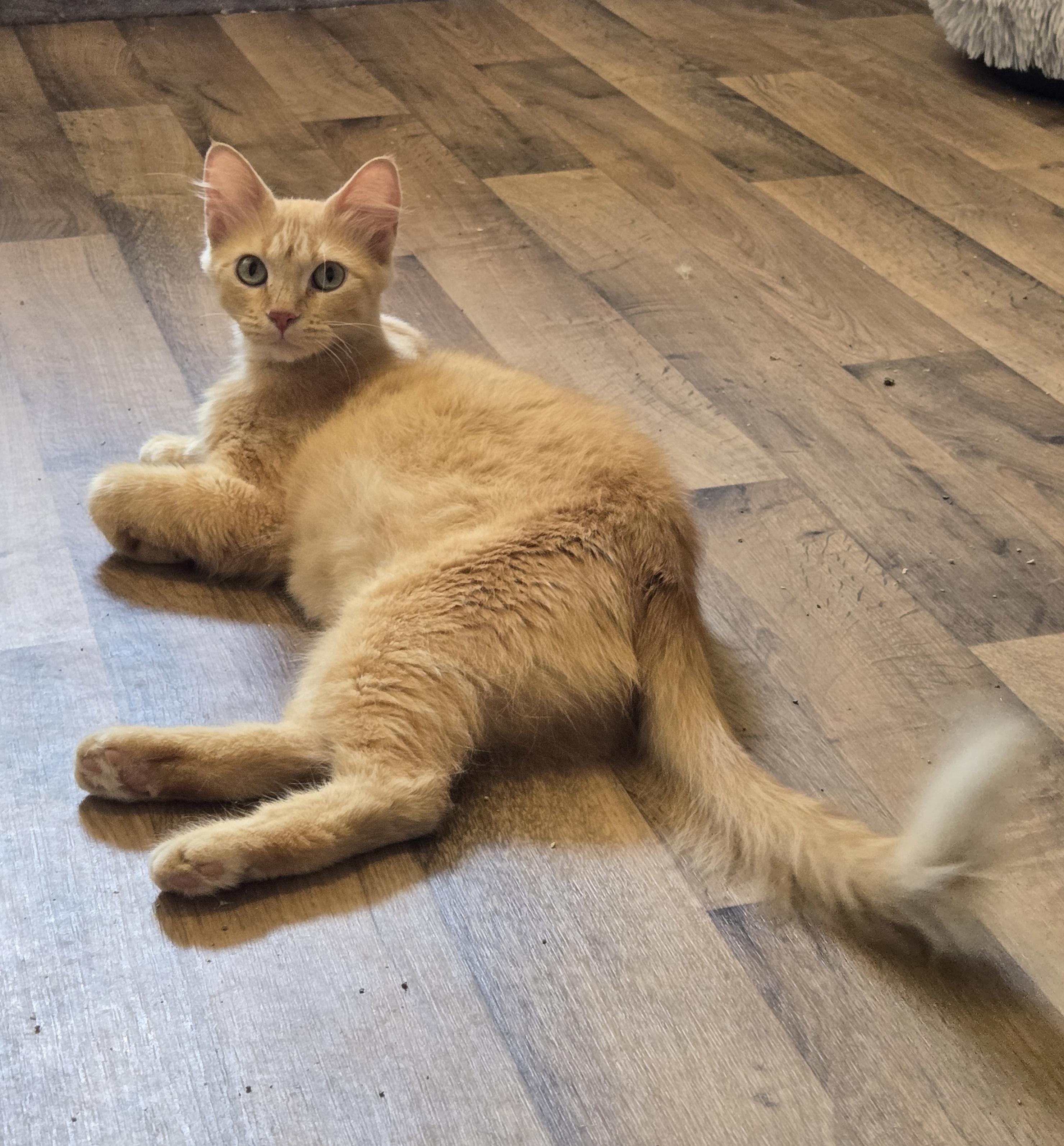 Jane, a Adoptable Domestic Medium Hair in Lincoln, NE image 5/6