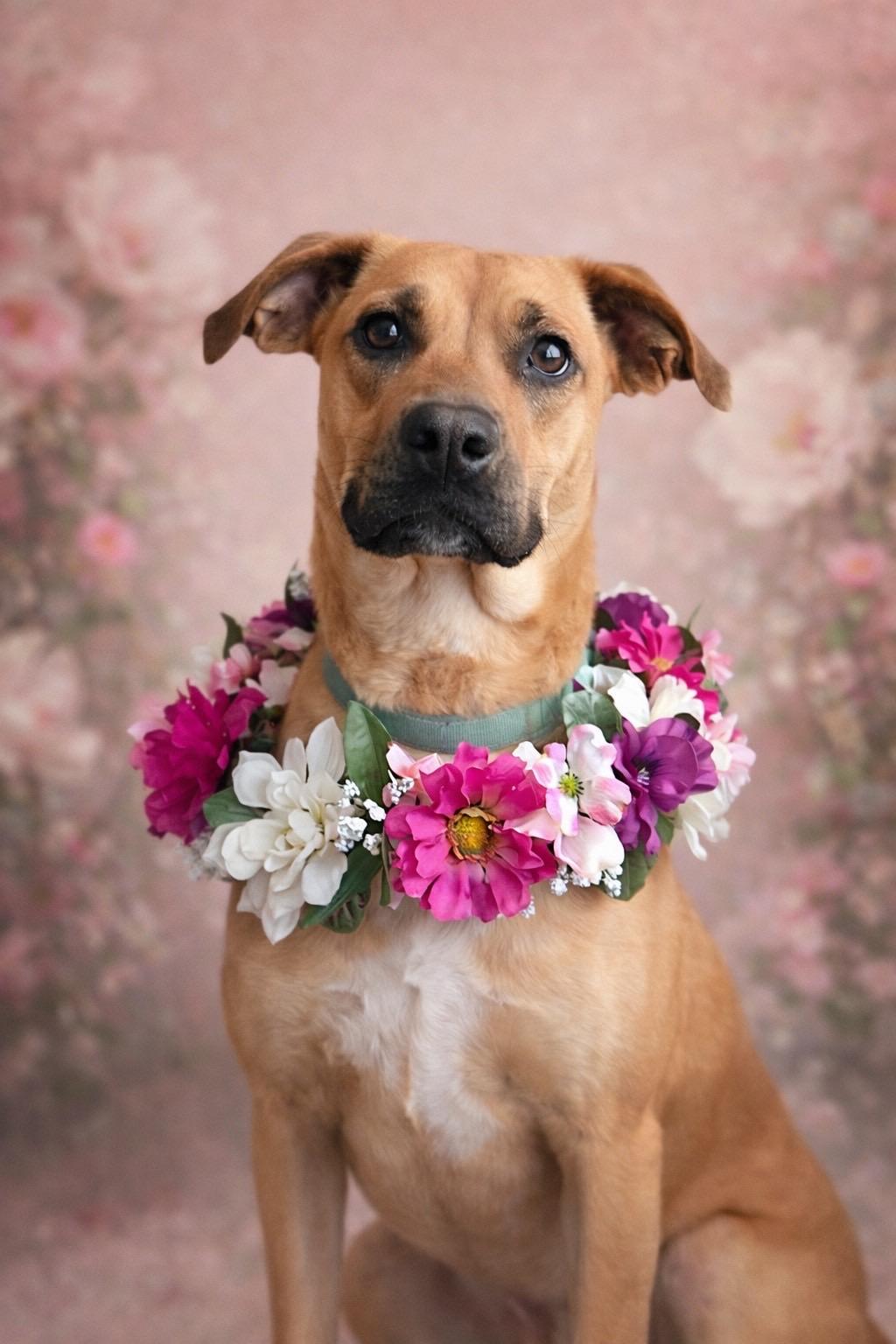 Enlarge Himiko/Rooster, an adopted mixed breed in Murrieta, CA image 3/5