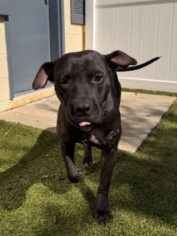 Enlarge Darla, a Adoptable mixed breed in Savannah, GA image 2/3