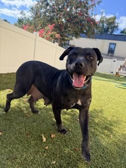 Enlarge Darla, a Adoptable mixed breed in Savannah, GA image 3/3
