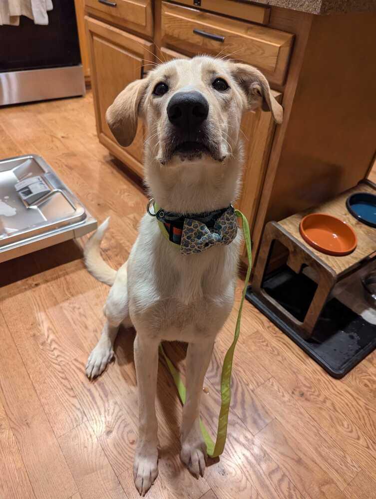 Enlarge Campanale / Carrie, a Adoptable mixed breed in Broomfield, CO image 1/6