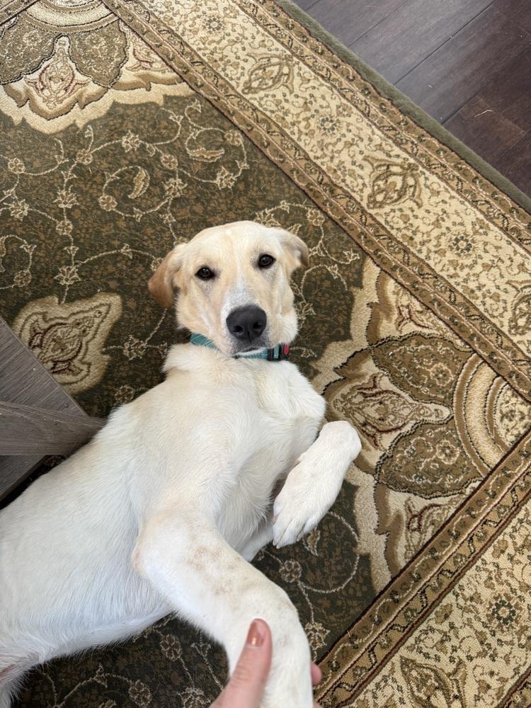 Enlarge Campanale / Carrie, a Adoptable mixed breed in Broomfield, CO image 2/6