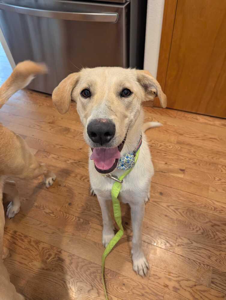 Enlarge Campanale / Carrie, a Adoptable mixed breed in Broomfield, CO image 3/6