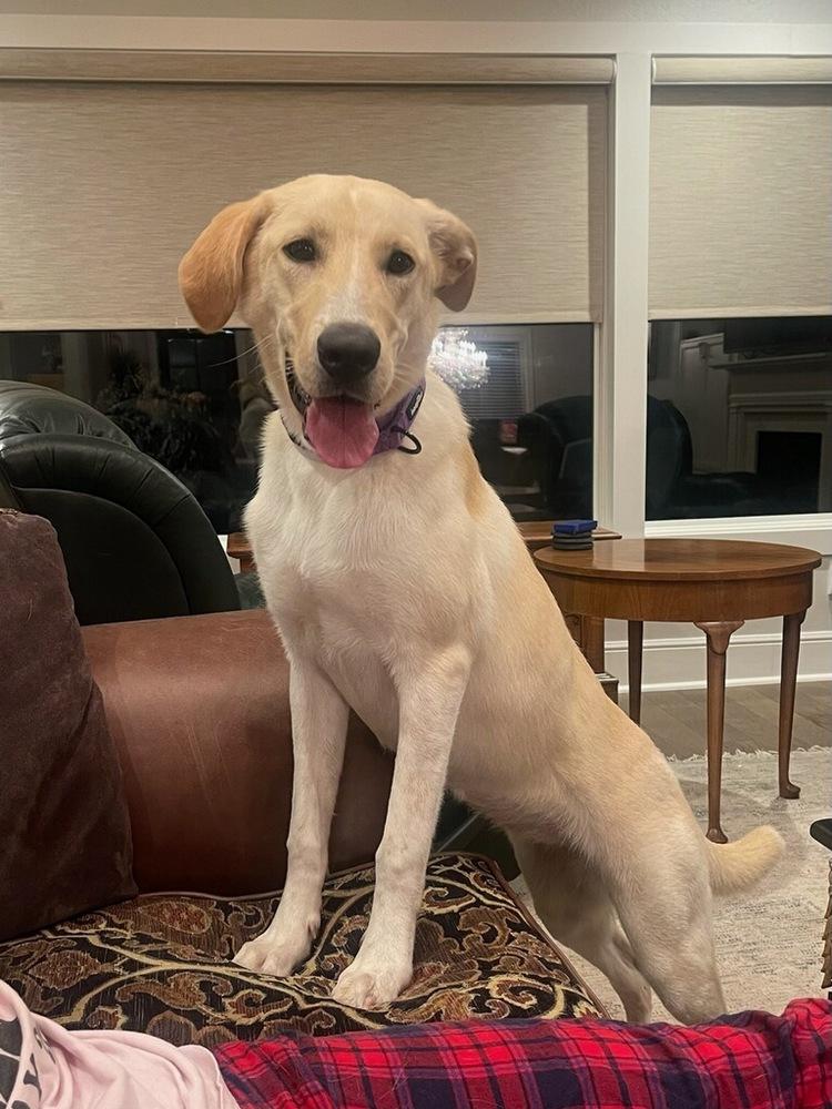 Enlarge Campanale / Carrie, a Adoptable mixed breed in Broomfield, CO image 4/6