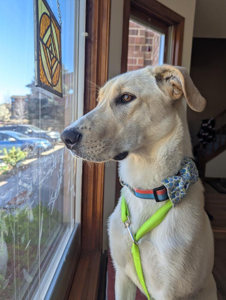 Enlarge Campanale / Carrie, a Adoptable mixed breed in Broomfield, CO image 5/6