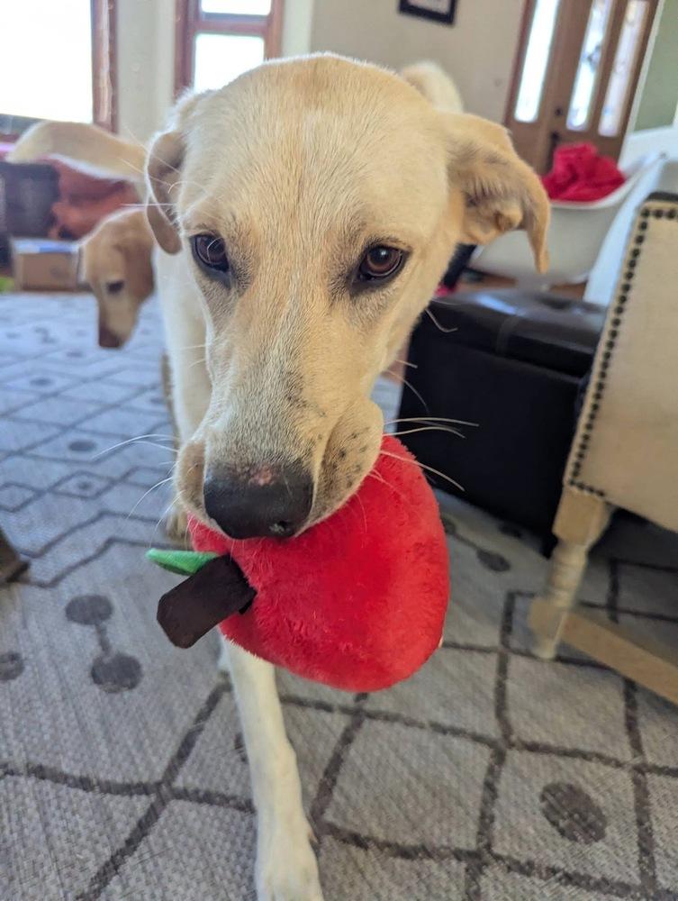 Enlarge Campanale / Carrie, a Adoptable mixed breed in Broomfield, CO image 6/6