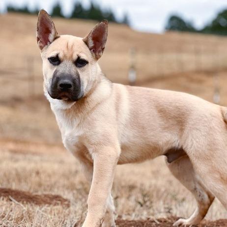 Enlarge Harvo, a Adoptable mixed breed in Golden, CO image 1/6